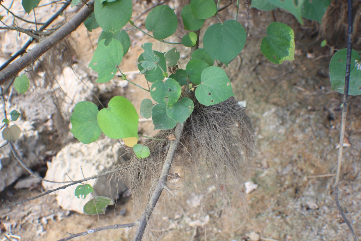 Hibiscus tiliaceus L.